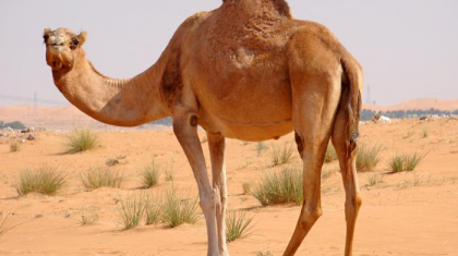 Қазақстанның батысында тағы да ыстық болады - Қазгидромет