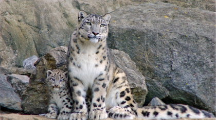 «Snow leopard foundation» қоры Қазақстанда қар барыстарын сақтау және өсіру орталығын құрады