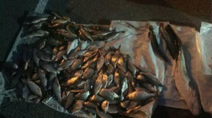 Павлодар облысында заңсыз балық аулаған азаматтар ұсталды