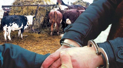 Түркістанда өз әкесінің малын ұрлап сатып жіберген жігіт ұсталды