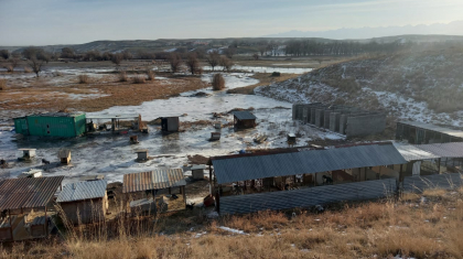 Алматы облысында тасқын су иесіз иттер паналайтын орталықты шайып кетті