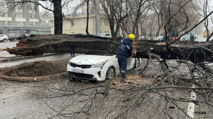 Алматыда шіріген ағаш құлап, су жаңа көліктің талқанын шығарды