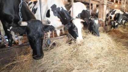 Қарағанды облысындағы шаруа қожалықтарының бірінде аусыл ауруы анықталды