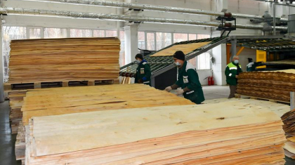 Шикізат тапшылығының әсерінен Петропавл фанер зауыты толық қуатына қосыла алмай тұр