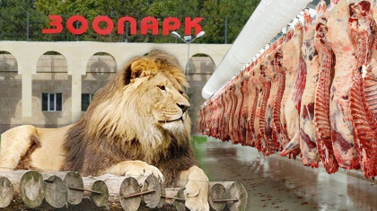 Шымкенттегі зообақ басшылары жыртқыштарға 116 млн теңгеге ет сатып алмақ