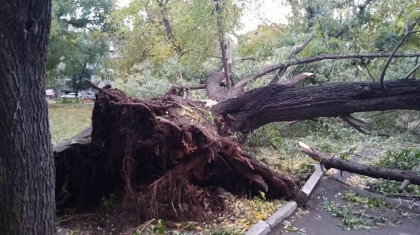 Таразда 12 жастағы жасөспірімнің үстіне ағаш құлап, қайтыс болды