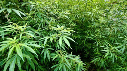 Атырауда үйінің шатырында сора өсірген күдікті анықталды