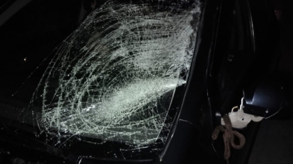 Павлодар облысында автокөлік тас жолға шыққан жылқыны қағып өлтірді