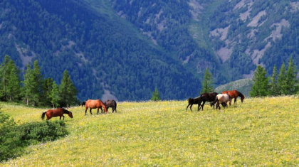 Судың жоқтығынан жайылымдық жерлердің 60 пайызын пайдалана алмай отырмыз -  қазақстандық ғалым