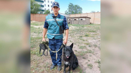 ШҚО-да кинолог ашық терезе алдында тұрған баланы құтқарып қалды