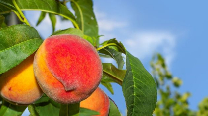 Бүгін еліміздің басым бөлігінде күн ашық болады
