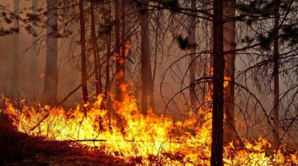 ШҚО-ның Күршім ауданында орман қызыл жалынға оранды