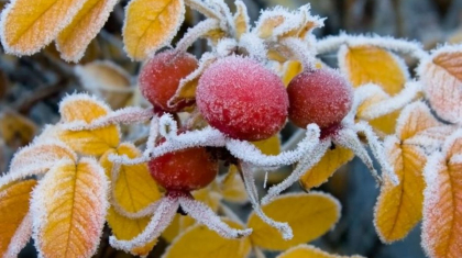 Ауа райы болжамы: бірнеше өңірде үсік жүреді