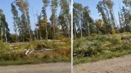 Петропавлда қайыңдар оталып жатыр: қала әкімдігі жағдайдан бейхабар