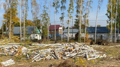 «80 сотық жерді 300 мың теңгеге сатып алдым» - петропавлдық кәсіпкер қайыңдарды отауға қалалық әкімдік рұқсат бергенін айтты