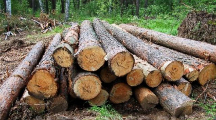 Петропавлға кіреберістегі қайыңды орманды отаған кәсіпкерге қатысты қылмыстық іс қозғалды