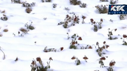 Шымкентте қар түскенде көшеге гүл егілді