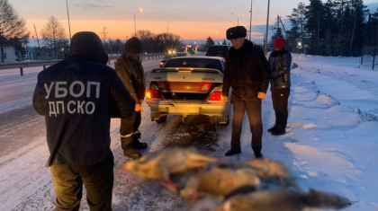 СҚО-да елуге жуық елік атқан күдіктілер ұсталды