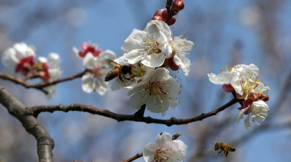 Синоптиктер сәуір айына арналған ауа райы болжамын жариялады