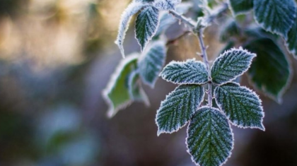 Бүгін еліміздің бірқатар өңірінде үсік жүреді