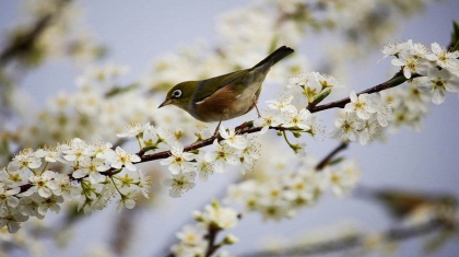 Бүгін еліміздің басым аумағында ауа райы бұлтты әрі жылы болады