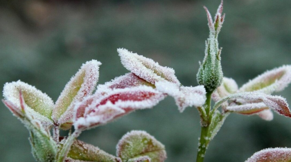 Синоптиктер бүгін 6 облыста үсік жүретінін ескертті