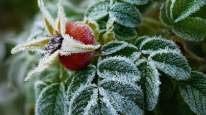 Бүгін еліміздің төрт өңірінде үсік жүреді