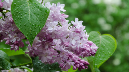 Алдағы күндері елімізде жаңбыр жауып, күн суытады