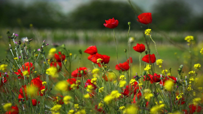 Көктемнің соңғы күндерінде ауа райы қандай болады