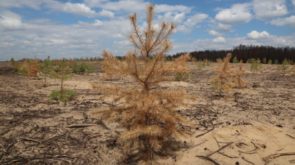 Әулиекөлдегі өртенген орманның орнына отырғызылған ағаштар қурап жатыр