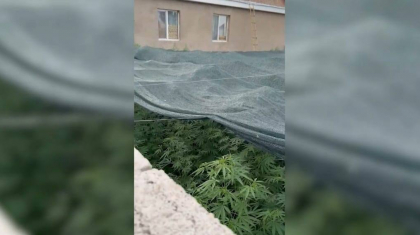 Қарасораның заңсыз плантациясы пилотсыз ұшу аппаратының көмегімен жойылды