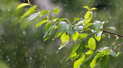 Бүгін еліміздің басым бөлігінде жаңбыр жауып, жел күшейеді