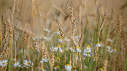 Бүгін еліміздің бірқатар өңірінде жаңбыр жаууы мүмкін