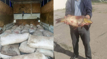 Павлодарда 2,5 тонна шаян мен 515 келі балық аулаған браконьерлер ұсталды
