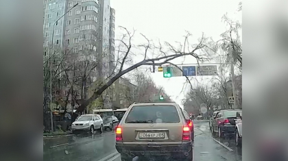 Алматыда көлікке ағаш құлады
