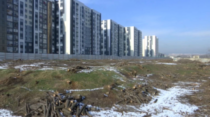Ағаштарды заңсыз кескен: Алматыда құрылыс компаниясының үстінен қылмыстық іс қозғалды