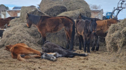 «Өздері кінәлі» - министрлік жылқысы қырылған шаруаларға өтемақы берілмейтінін айтты