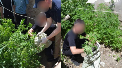 Қызылорда облысында тұрғыннан сора өсімдігі тәркіленді