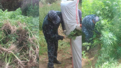 Қызылорда облысының тұрғыны ауласында 267 түп сора өсірген