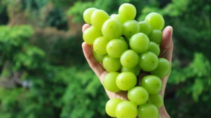 Трендтегі «Шайн мускат» жүзімі қауіпті ме