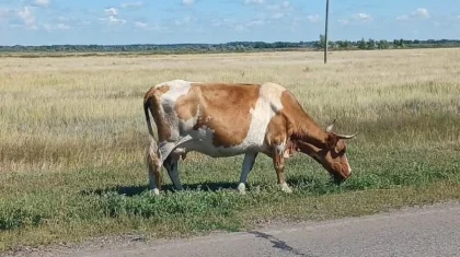 Павлодар облысында мал жаю ережесін бұзған жүздеген адам жауапқа тартылды