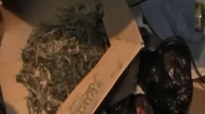 ШҚО тұрғыны есірткі өсірді деген күдікпен ұсталды
