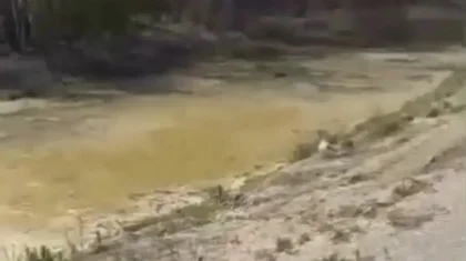 Өскеменде құс фабрикасының маңына лас су төгілгені анықталды