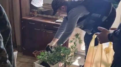 Өскеменде есірткіні гүл тәрізді етіп, өз үйінде өсірген адам ұсталды