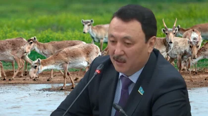 «Жылқыға шөп жоқ, киікке қайдан табамыз?»: Аманжол Әлтай ақылға қонымсыз бастама жайлы айтты