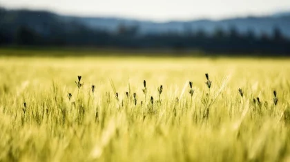 13 маусымда Қазақстанның сегіз өңірінде аптап ыстық болады