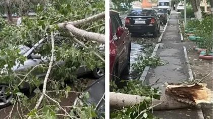 «Есеңгіреп қалдық»: Ақсуда кеудесіне ағаш қадалған әйелдің әріптестері оқиғаның мән-жайын айтты