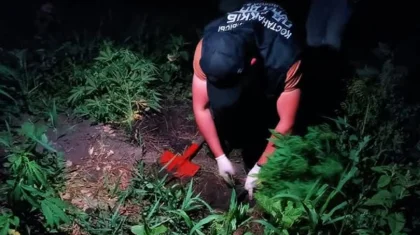 Қостанай облысында бақшасына есірткі өсірген адам ұсталды