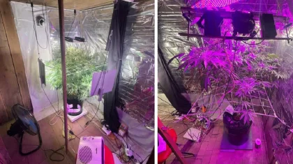 Қостанай облысының тұрғыны өз үйіне есірткі өсірген