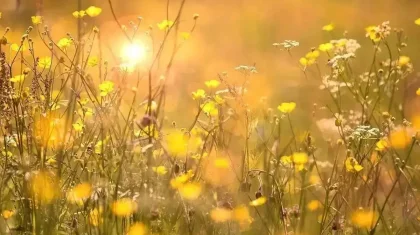 Қазақстанның оңтүстік бөлігінде демалыс күндері 41 градус ыстық болады